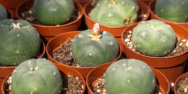 Wat is de peyote cactus: een heilige plant met een hedendaagse relevantie