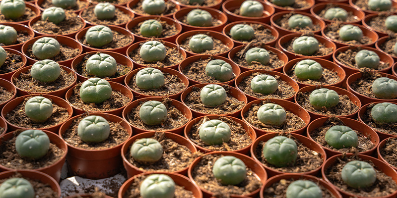 Wat is peyote?