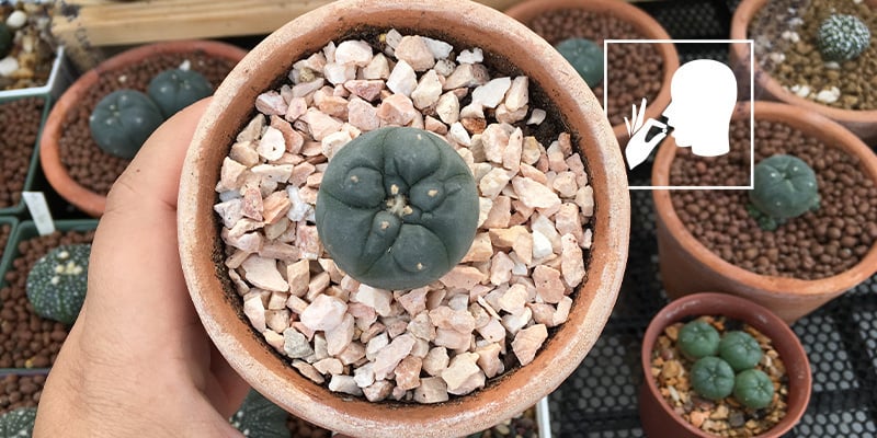 Kauwen op verse of gedroogde peyote-knoppen