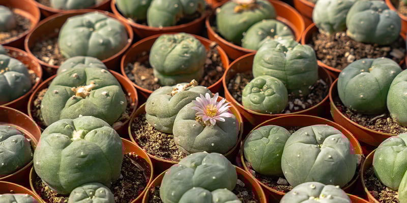 Van ritueel naar realiteit: peyote in de moderne wereld