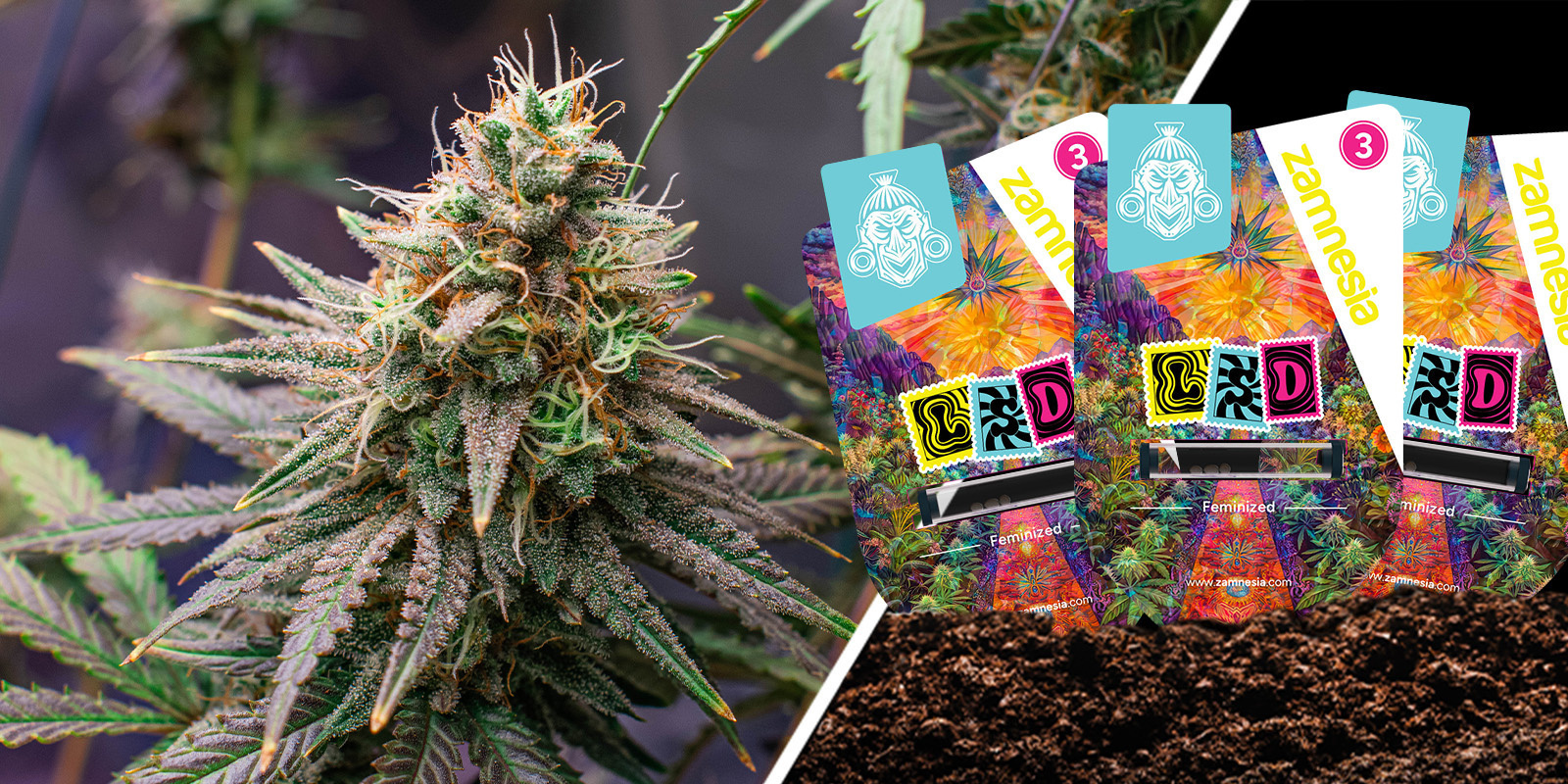 LSD: old school Skunk met psychedelische effecten LSD: old school Skunk met psychedelische effecten