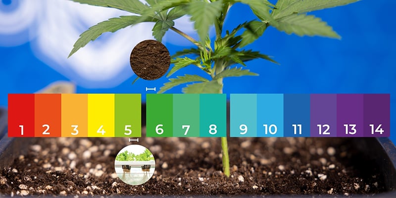 Zaailingen Zaailingen