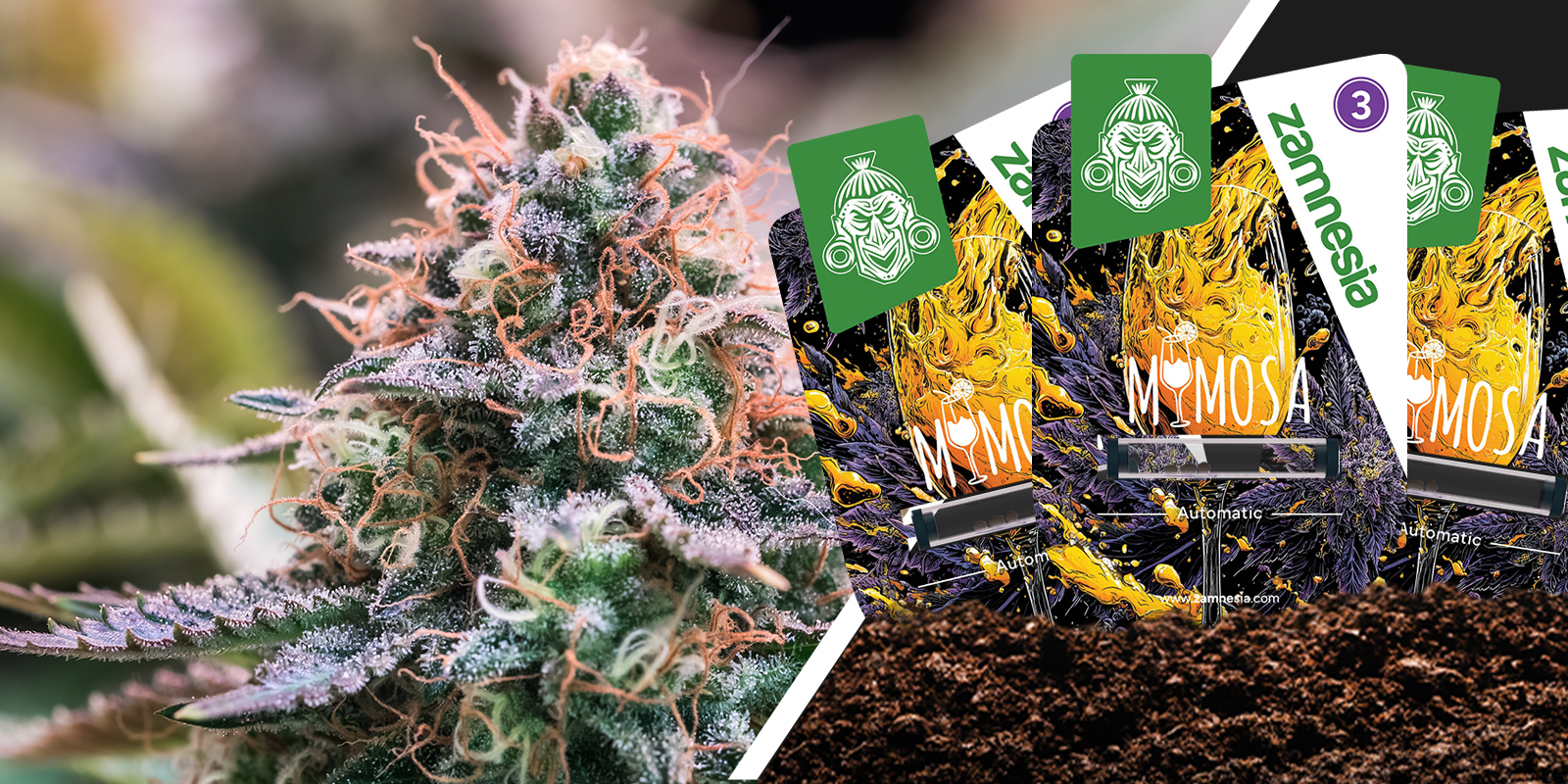 Mimosa: citrus sprankeling met een zachte landing