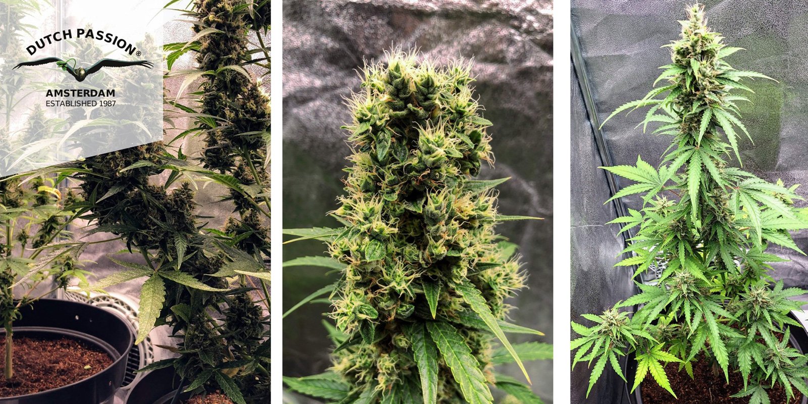 Auto White Widow (Dutch Passion) feminized Auto White Widow (Dutch Passion) feminized