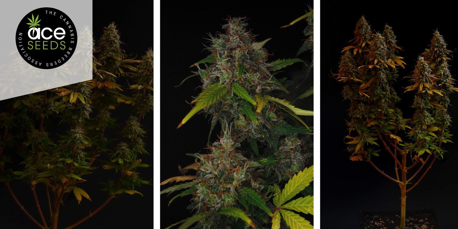 Erdpurt (ACE Seeds) feminized Erdpurt (ACE Seeds) feminized