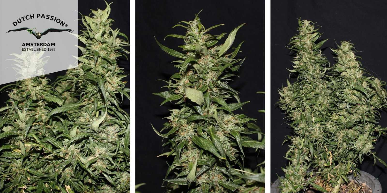 Hollands Hope (Dutch Passion) feminized Hollands Hope (Dutch Passion) feminized