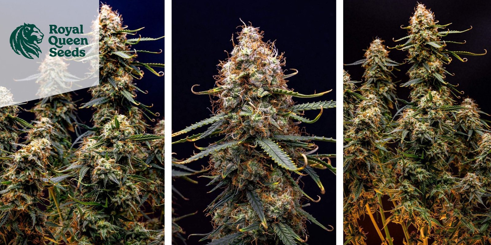 Northern Lights Auto (Royal Queen Seeds) feminized Northern Lights Auto (Royal Queen Seeds) feminized