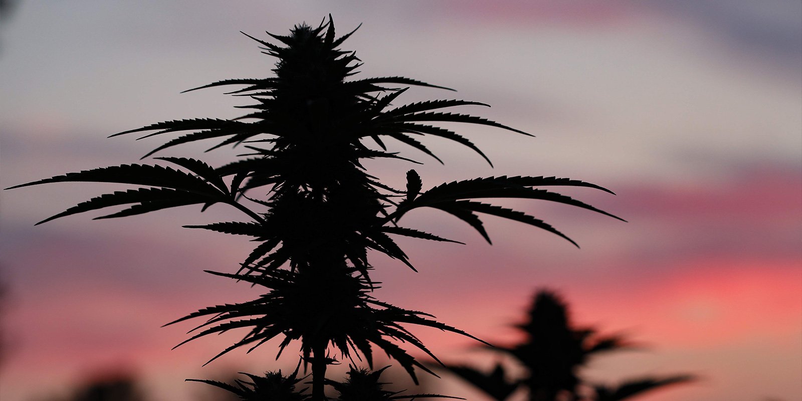 Zorg voor een succesvolle outdoor kweek in Polen Zorg voor een succesvolle outdoor kweek in Polen