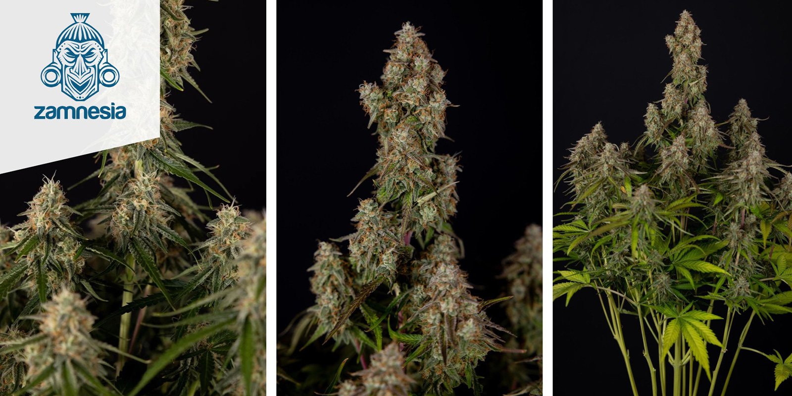 Wurlz F1 Autoflower (Zamnesia Seeds) feminized Wurlz F1 Autoflower (Zamnesia Seeds) feminized