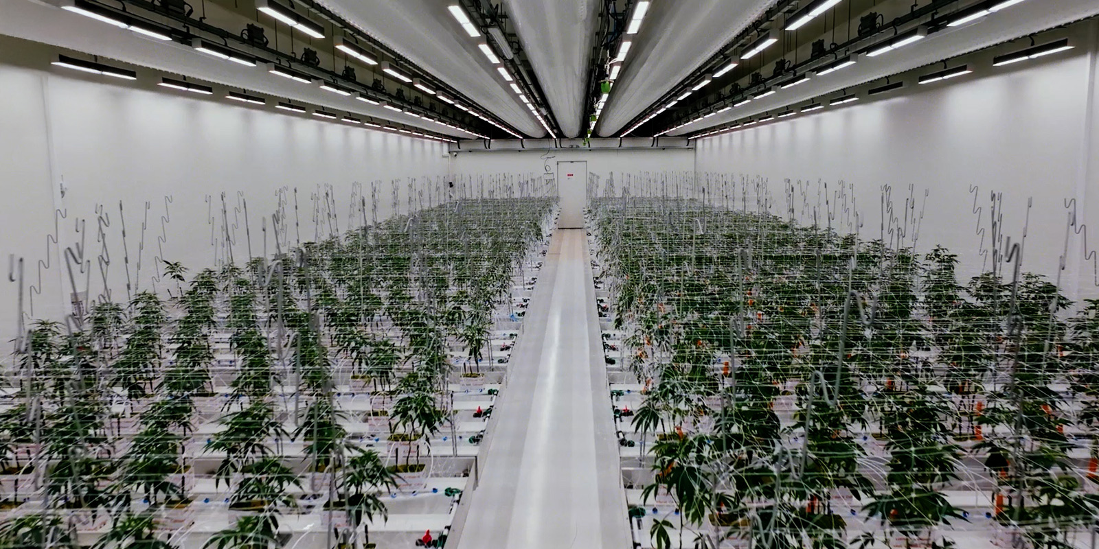 Een masterclass in gereguleerde teelt