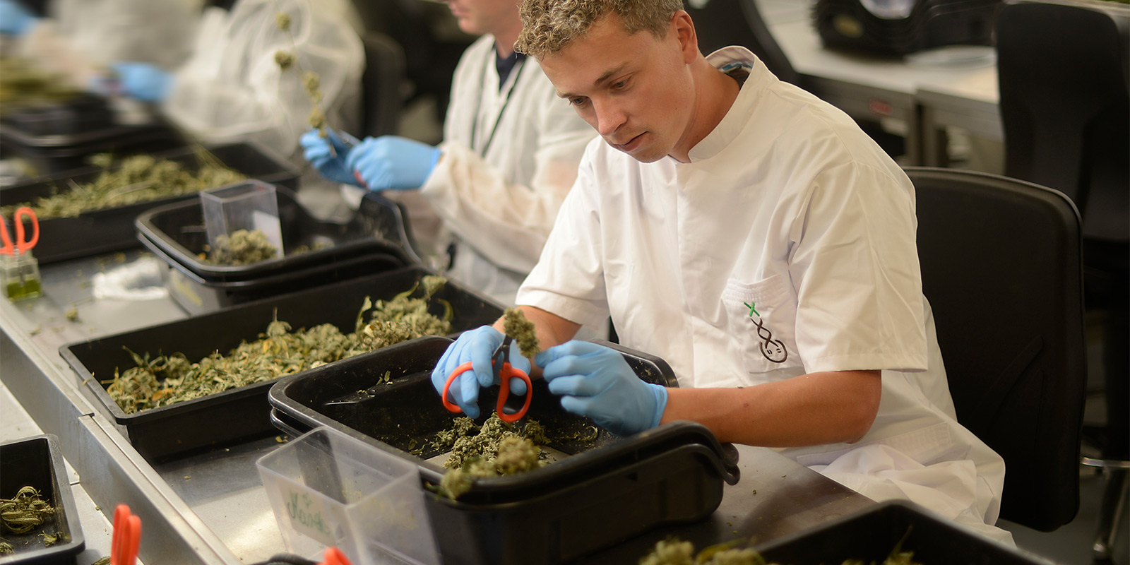 De synergie: Hollandse Hoogtes x Amsterdam Genetics