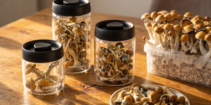What Are Magic Mushrooms? What Are Magic Mushrooms?