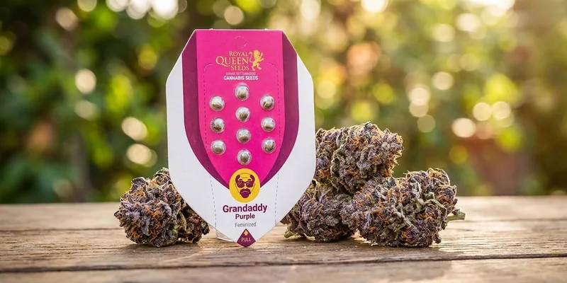 Granddaddy Purple (Royal Queen Seeds) Granddaddy Purple (Royal Queen Seeds)