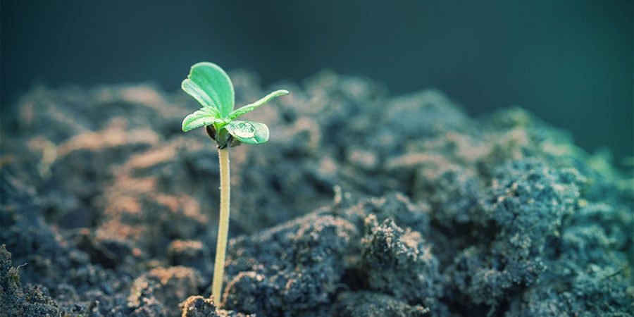 Autoflowering Zaden Leveren Razendsnel Resultaten