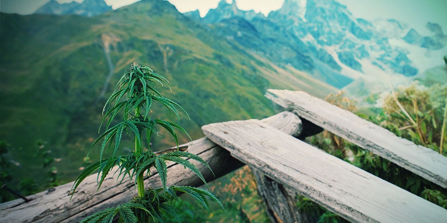 Autoflowering soorten maken het kweken simpel