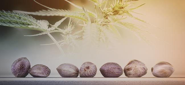 MEER CANNABIS STRAINS OM UIT TE KIEZEN