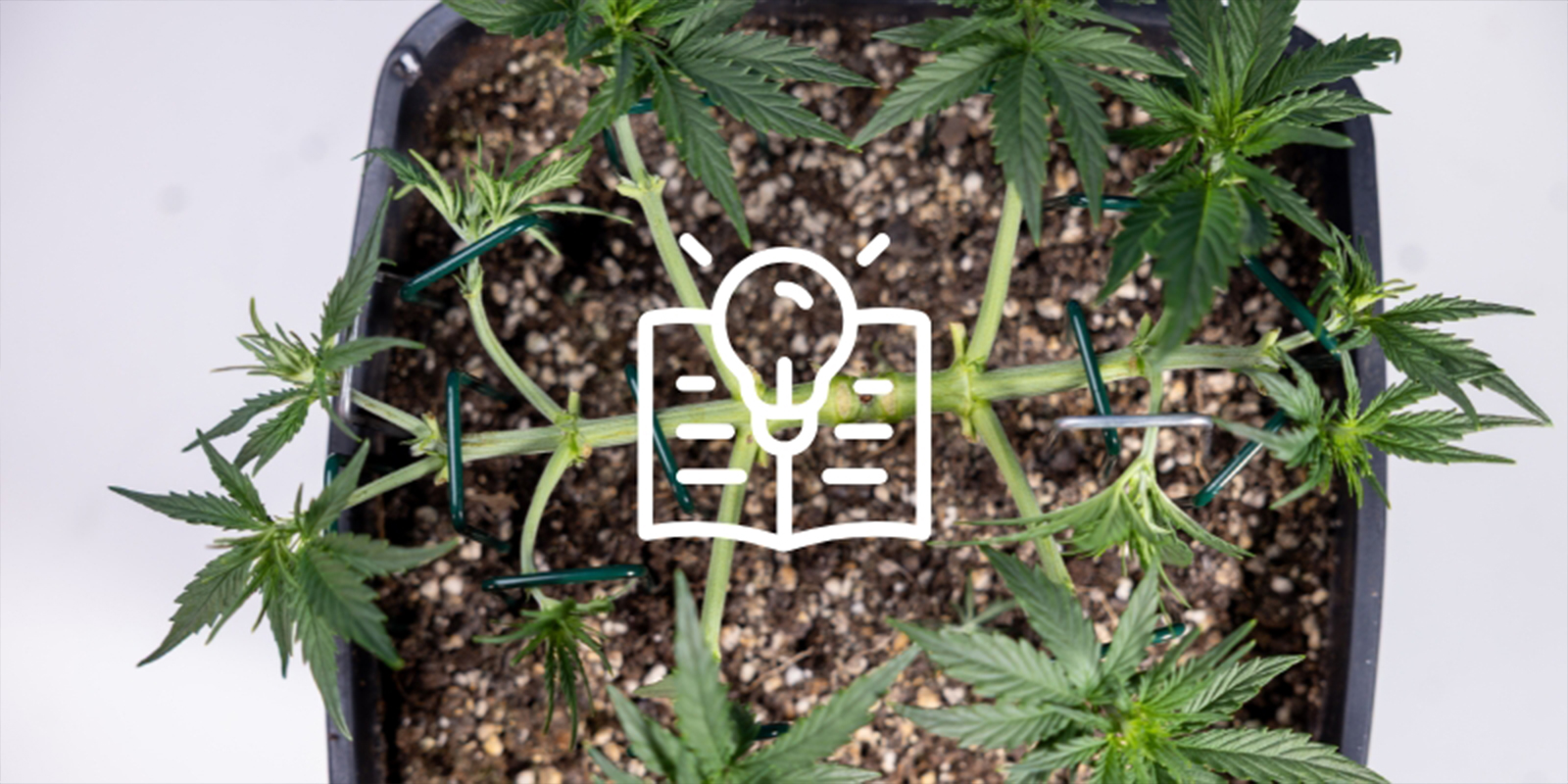 Reden #6: Je leert een waardevolle vaardigheid Reden #6: Je leert een waardevolle vaardigheid