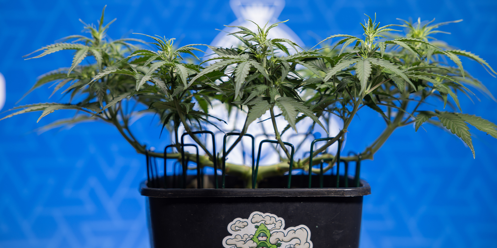 Reden #9: Creatieve expressie Reden #9: Creatieve expressie