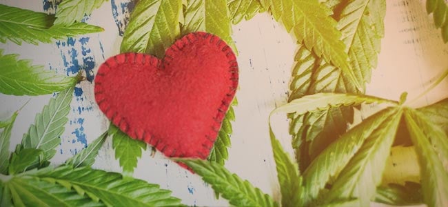 Je ontwikkelt een relatie met de cannabis plant