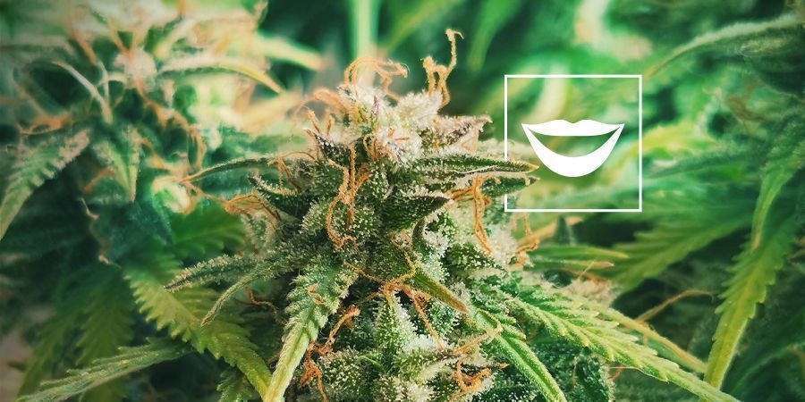 DE BESTE CANNABIS STRAINS VOOR EEN DAVERENDE LACH