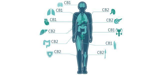 Hoe past het endocannabinoïdensysteem hierin?