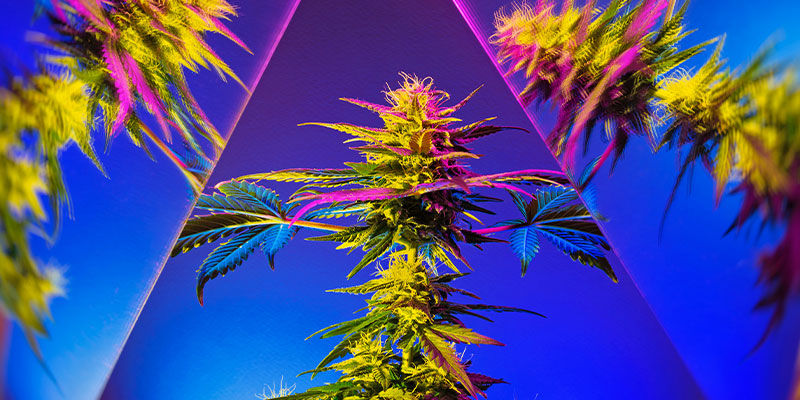 Brengen Edibles De Ware Psychedelische Aard Van Wiet Naar Boven?
