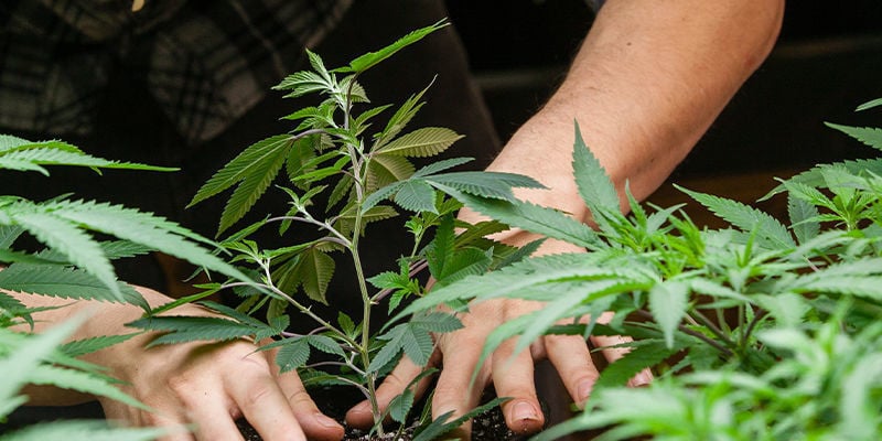 Hoeveel CO₂ heb je voor de kweek van cannabis nodig?