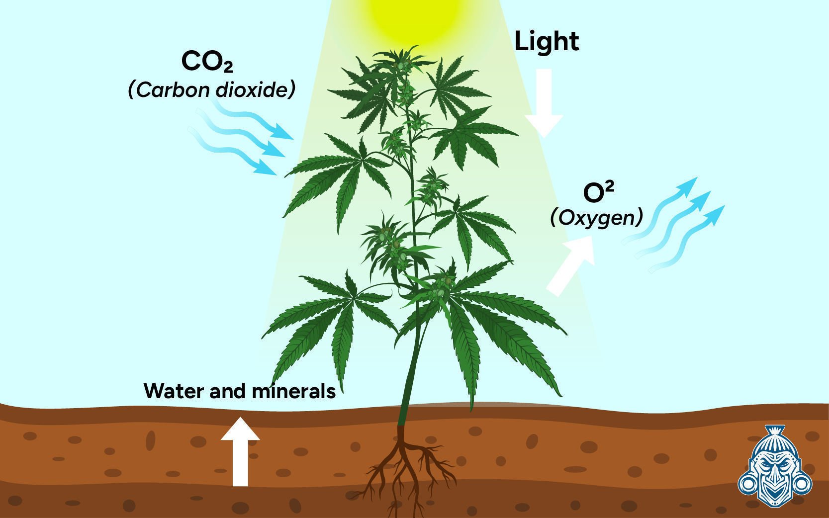 Waarom is koolstofdioxide (CO₂) belangrijk voor wietplanten?