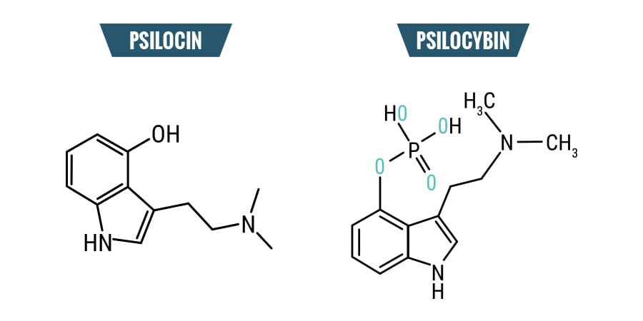 Psilocybine Vs. Psilocine: De Verschillen 