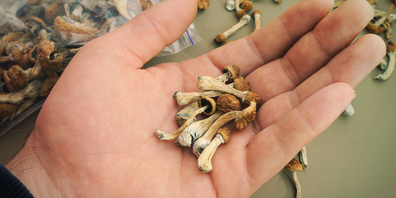 Dus Hoeveel Magic Mushrooms Moet Ik Kopen?