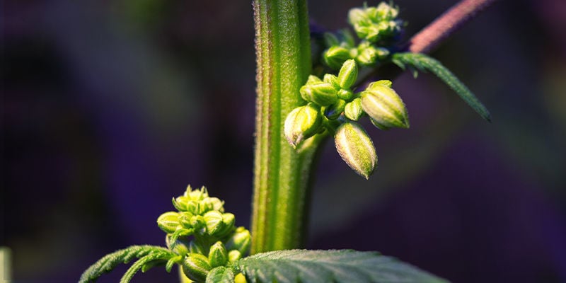 Waar moet je op letten bij mannelijke of hermafrodiete wietplanten?