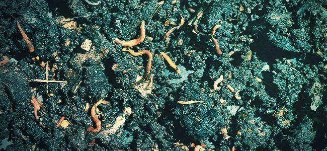 Wat Zijn Biologische Meststoffen?