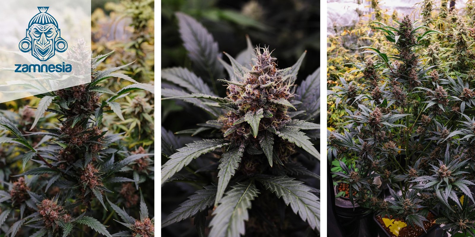 LSD Auto: Zamnesia Seeds