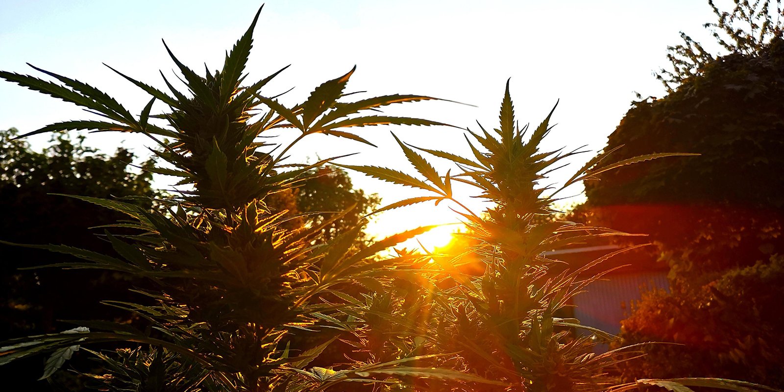 Buiten kweken was nog nooit zo makkelijk