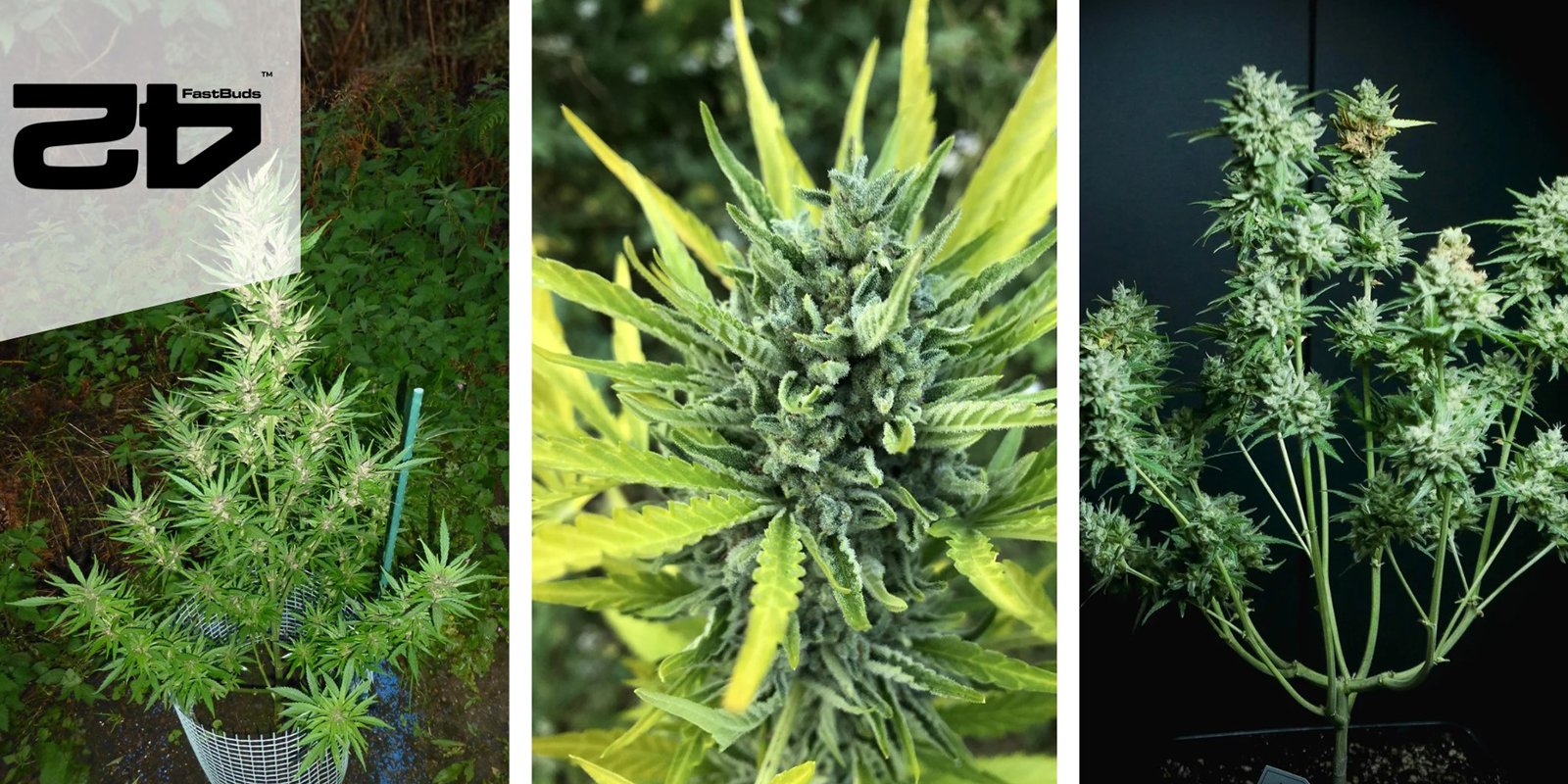 Wedding Cheesecake Auto: FastBuds