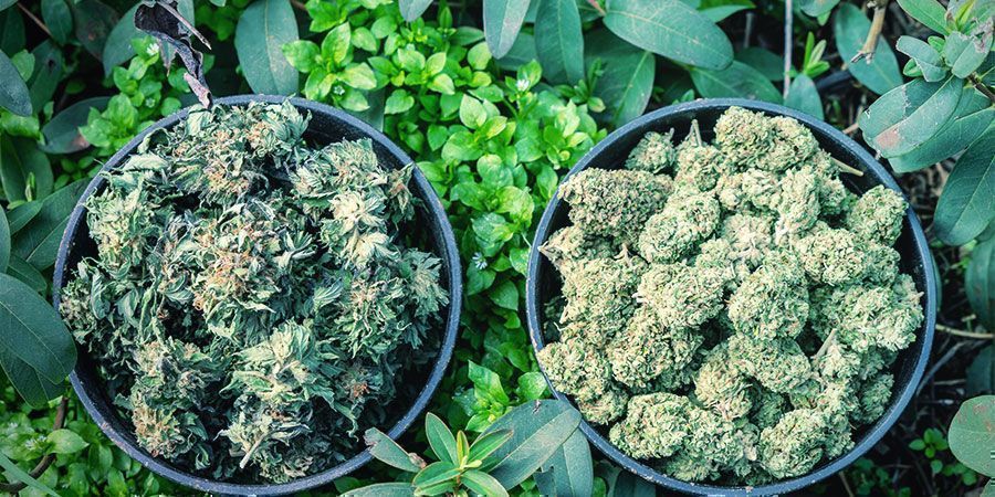 Vind de juiste cannabis strain om mee te ontspannen