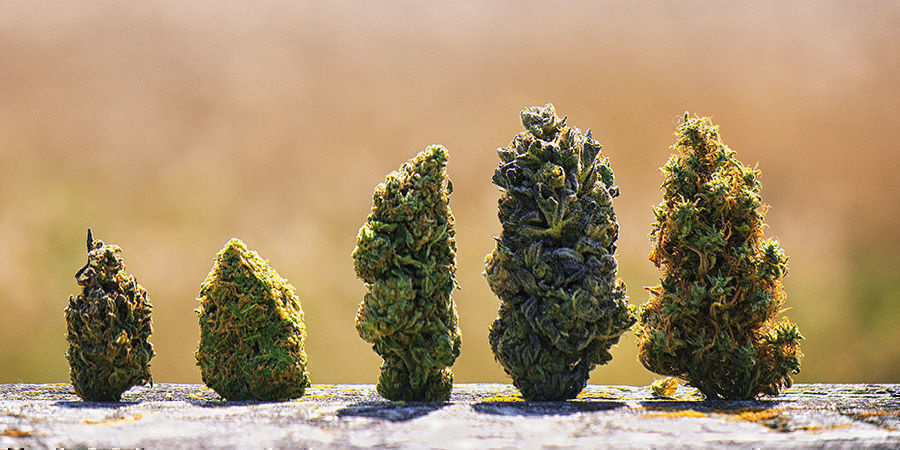 De Beste Amerikaanse Cannabis Strains