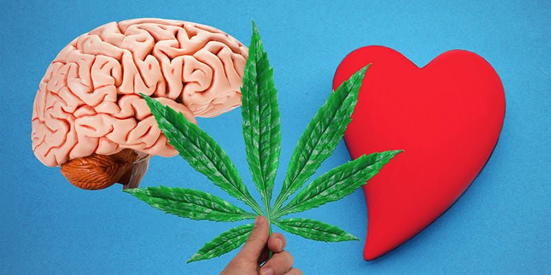 Cannabis: Van Het Bloed Naar Het Brein