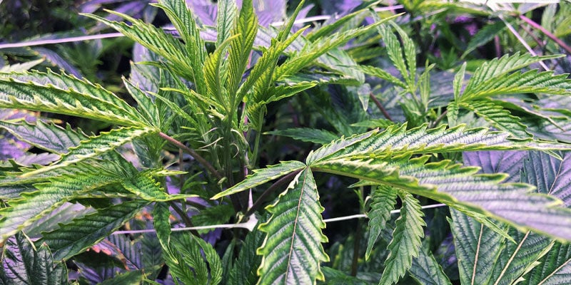 Nadelen Van UV-licht Voor Wietplanten