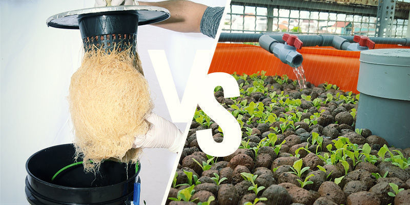 Aeroponics versus hydroponics: wat is beter?