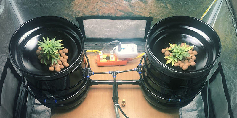 Wiet kweken met aeroponics: een stapsgewijze handleiding
