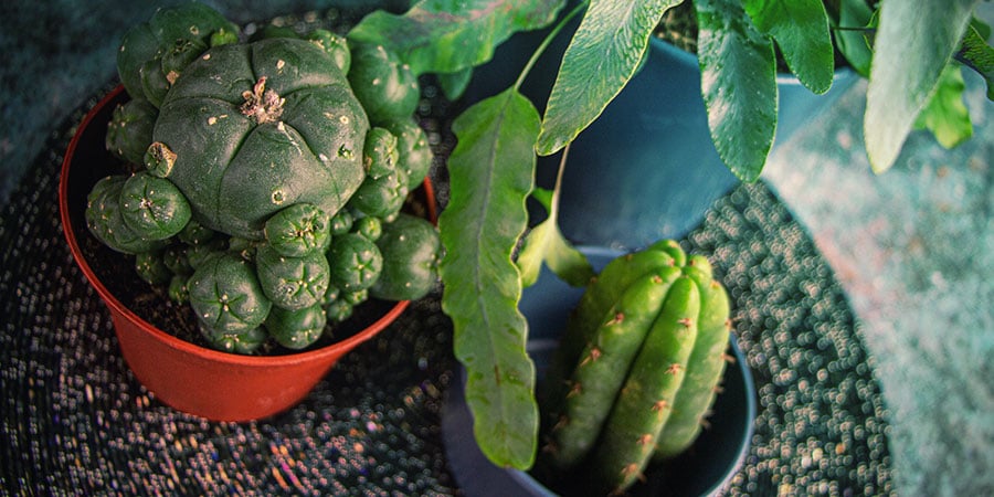 Mescaline Cactussen Kweken Vanuit Zaad - Resumé