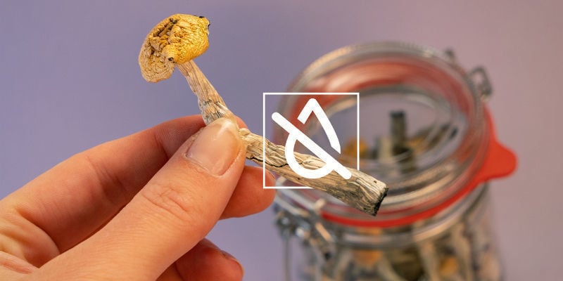 Magic mushrooms en magic truffels bewaren: drogen is essentieel!