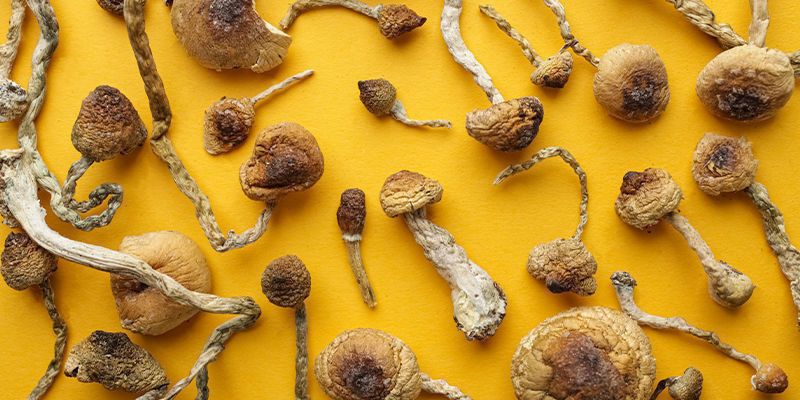 4 belangrijkste geslachten van paddo's