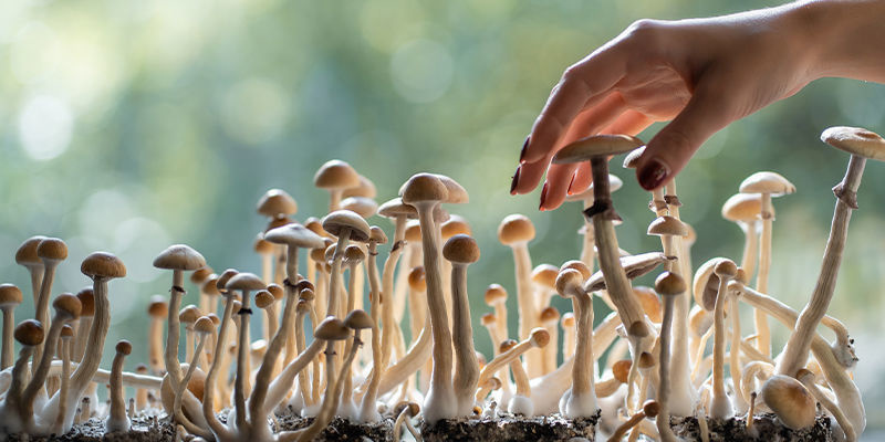 Hoeveel soorten psychedelische paddenstoelen zijn er?