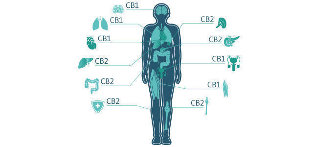 Wat Houdt De Wisselwerking Van CBD Met Het Endocannabinoïdesysteem In?