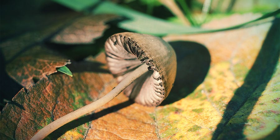 Hoe Je Verschillende Soorten Magic Mushrooms Identificeert