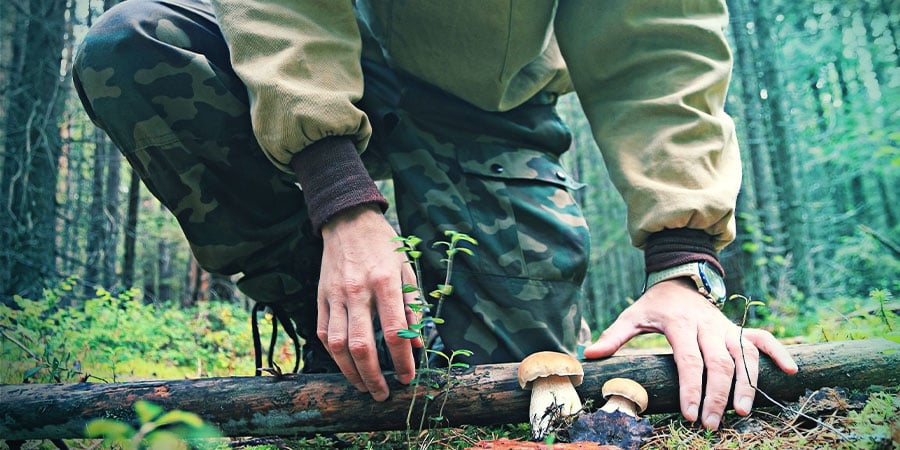 Gevaarlijke Paddestoelen