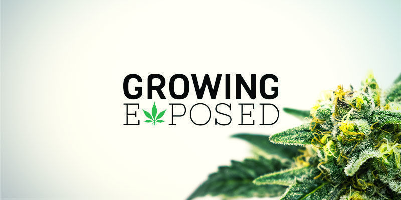 Growing Exposed | Youtube