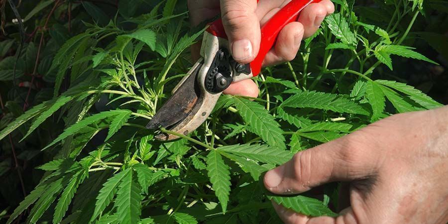 Cannabis Ontbladeren: Alles Wat Je Weten Moet